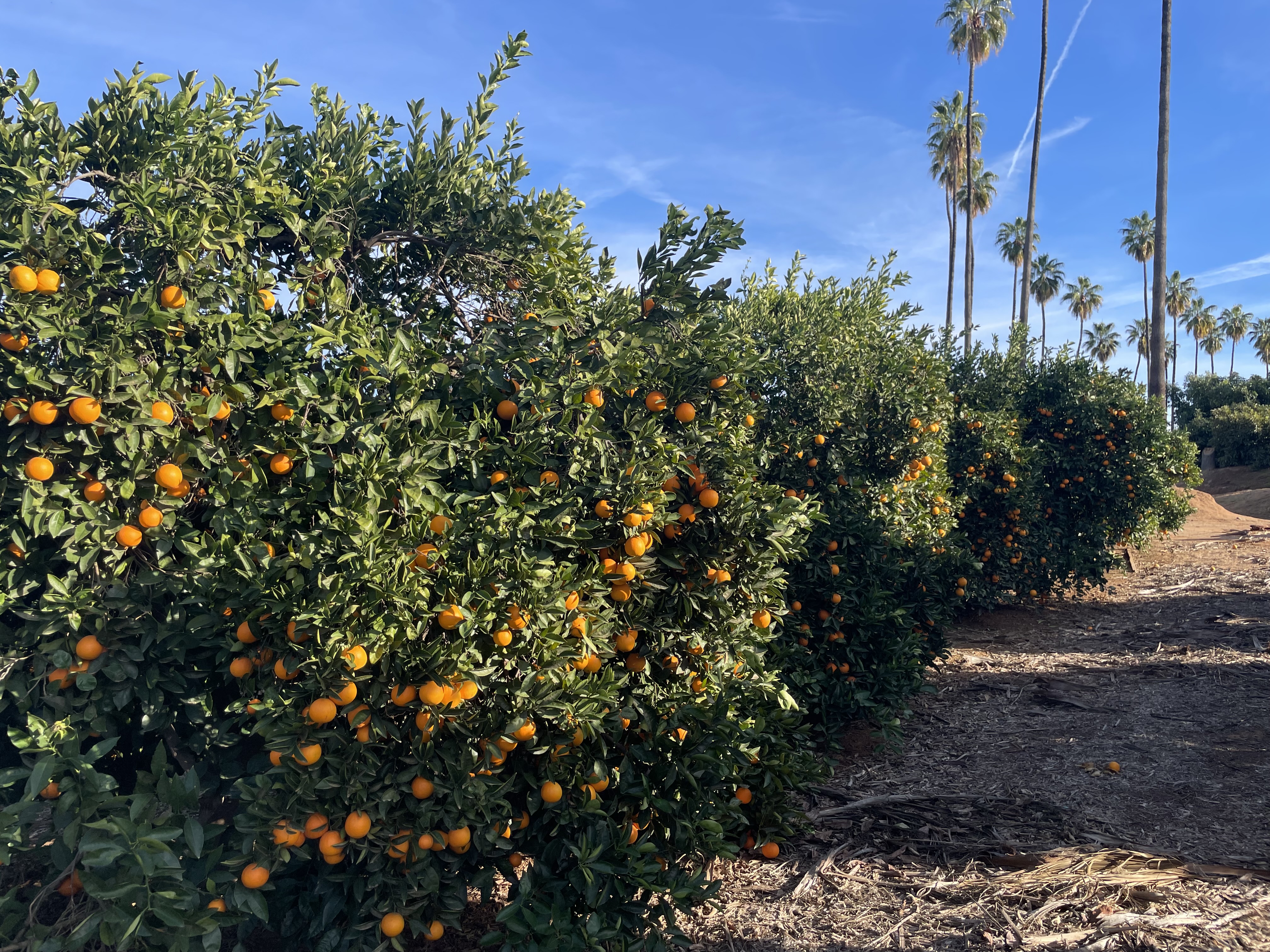 Citrus groves, Inland Empire, ca. 1900