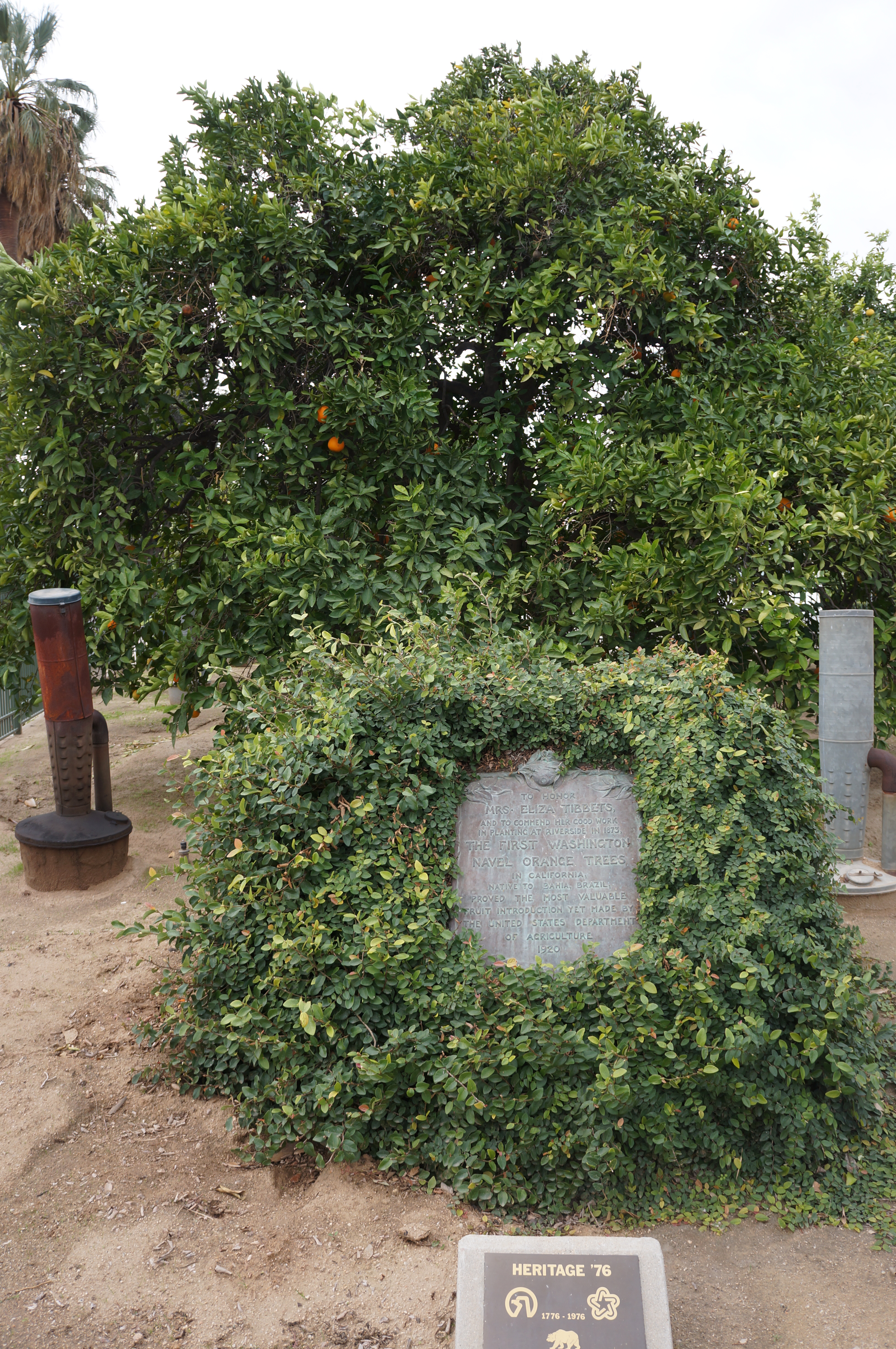 Parent Navel Orange Tree, Riverside